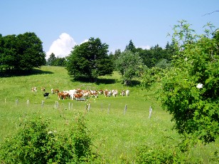 L'�t� dans les pr�s...