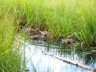 Etang de la Gru�re