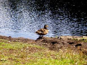 Etang de la Gru�re