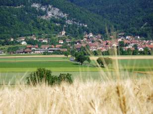 Dans les champs en juillet