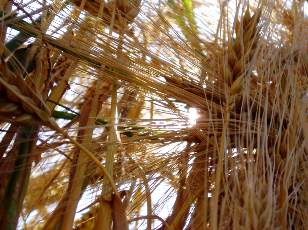 Dans les champs en juillet