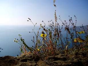 Vigne du Lavaux en novembre avec vue sur le lac L�man
