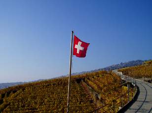 Vigne du Lavaux en novembre
