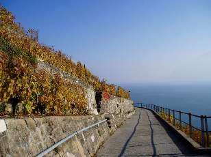 Vigne du Lavaux en novembre avec vue sur le lac L�man