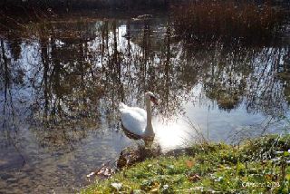 R�veries d'automne 