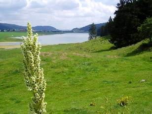 Le lac des Taill�res