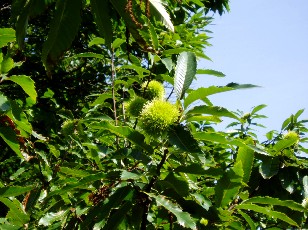 Magie et Beaut� de la Nature