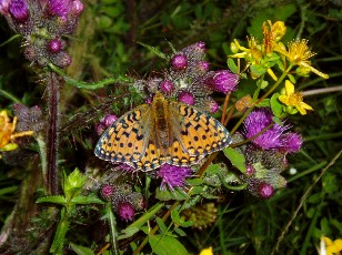 Fleurs d'�t� dans le Jura Vaudois, La Vraconnaz, Switzerland