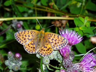 Fleurs d'�t� dans le Jura Vaudois, La Vraconnaz, Switzerland