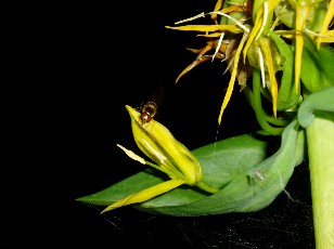 Fleurs d'�t� dans le Jura Vaudois, La Vraconnaz, Switzerland
