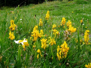 Fleurs d'�t� dans le Jura Vaudois, La Vraconnaz, Switzerland