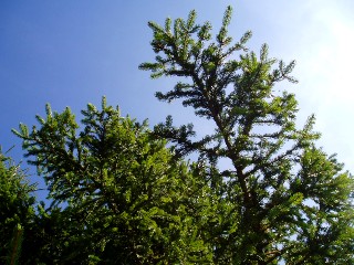 Couleurs d'automne dans le Jura Vaudois � L'Auberson 