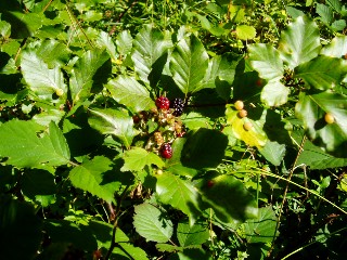 Couleurs d'automne dans le Jura Vaudois � L'Auberson 