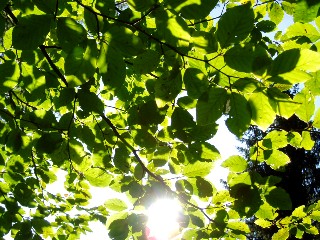 Couleurs d'automne dans le Jura Vaudois � L'Auberson 