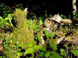 Couleurs d'automne dans le Jura Vaudois � L'Auberson 