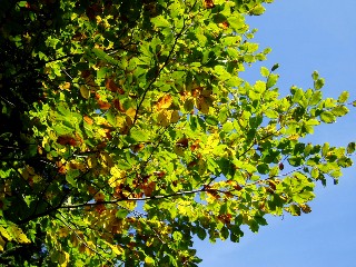 Couleurs d'automne dans le Jura Vaudois � L'Auberson 