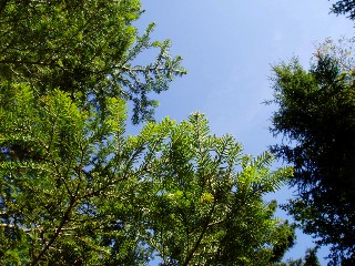 Couleurs d'automne dans le Jura Vaudois � L'Auberson 