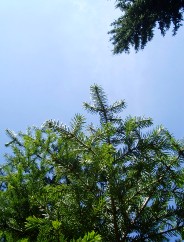 Couleurs d'automne dans le Jura Vaudois � L'Auberson 