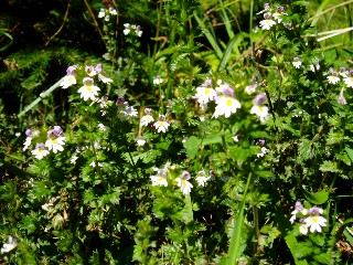 Couleurs d'automne dans le Jura Vaudois � L'Auberson 