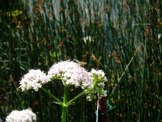 Gramin�es le long du lac Saint Point
