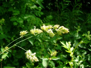 Gramin�es le long du lac Saint Point