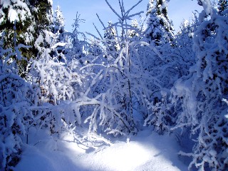 Beaut� de la Nature