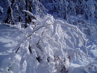 Beaut� de la Nature