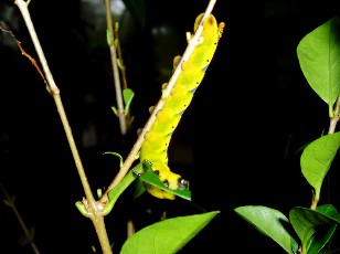 Jardin botanique au mois d'ao�t � Berne