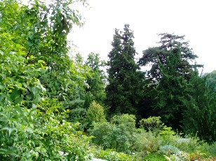 Jardin botanique au mois d'ao�t � Berne