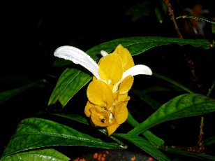Jardin botanique au mois d'ao�t � Gen�ve