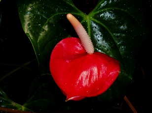 Jardin botanique au mois d'ao�t � Gen�ve