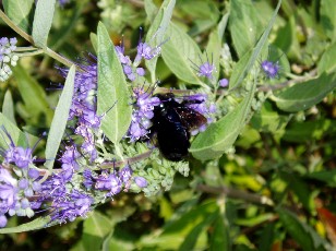 Jardin botanique au mois d'ao�t � Gen�ve