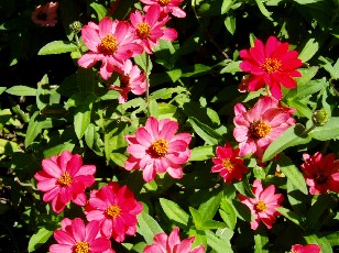 Jardin botanique au mois d'ao�t � Gen�ve