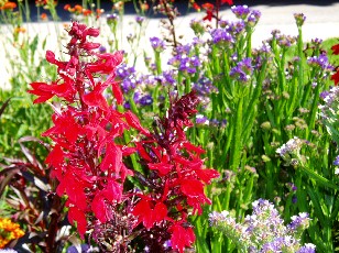 Jardin botanique au mois d'ao�t � Gen�ve