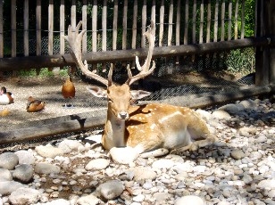 Jardin botanique au mois d'ao�t � Gen�ve