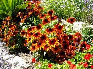 Jardin botanique au mois d'ao�t � Gen�ve