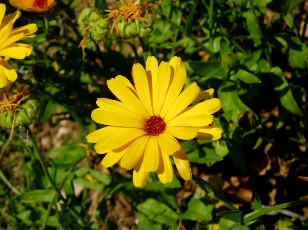 Jardin botanique au mois d'ao�t � Neuch�tel