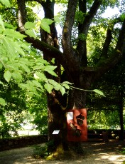 Jardin botanique au mois d'ao�t � Neuch�tel