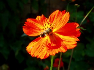 Jardin botanique au mois d'ao�t � Neuch�tel