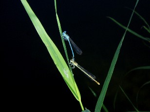 L'�tang et ses libellules