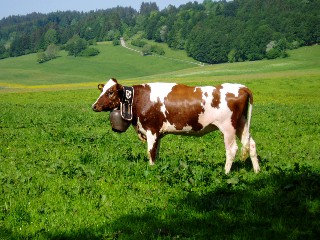 Mont�e � l'alpage mai 2009, Association Franco-Suisse, Les Granges du Miroir