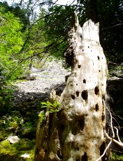 Gorges de la Po�ta-Raisse, direction la Combaz