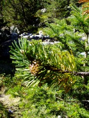 Magie et Beaut� de la Nature au Pont d'Espagne !