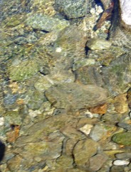 Magie et Beaut� de la Nature au Pont d'Espagne !