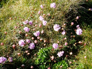 C�te de Tr�mazan en avril 