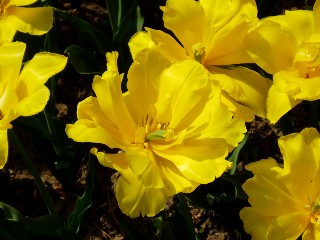 Parterre de tulipes � Morges au bord du lac !