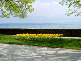 Parterre de tulipes � Morges au bord du lac !