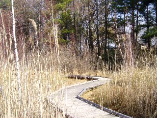 Grande cari�aie, gr�ves de Cheseaux, Champ-Pittet, Yverdon