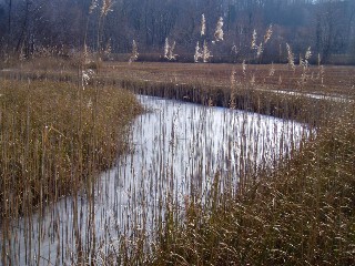 Grande cari�aie, gr�ves de Cheseaux, Champ-Pittet, Yverdon