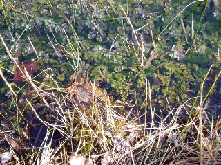 Grande cari�aie, gr�ves de Cheseaux, Champ-Pittet, Yverdon